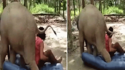 ഇറങ്ങിപ്പോ ഇവിടുന്ന്, ഇതെന്റെയാ;  കിടക്കയ്ക്കായി ആനക്കാരനോട് പോരടിച്ച് കുട്ടിയാന, വൈറല്‍ വീഡിയോ