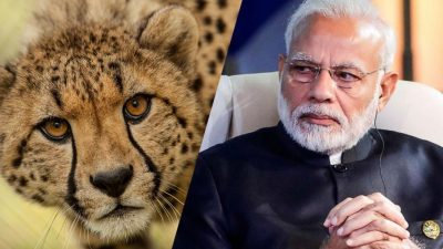 മോദിയുടെ ജന്മദിനത്തില്‍ എത്തുന്നത് ദക്ഷിണാഫ്രിക്കയില്‍ നിന്നുള്ള 12 ചീറ്റപ്പുലികള്‍