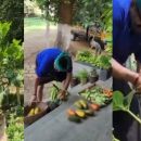 ജയറാം എന്ന കര്‍ഷകന്‍ ; പച്ചക്കറി തോട്ടത്തില്‍ വിളവെടുപ്പ്, വീഡിയോ