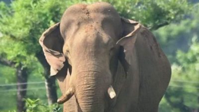 അരിക്കൊമ്പനെ പറമ്പിക്കുളത്തേക്ക് മാറ്റുന്നതിന് എതിരെ സി.പി.എം ജില്ലാ നേതൃത്വം